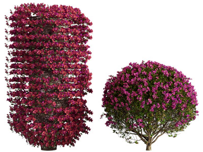 现代开满红色花朵的灌木丛植物