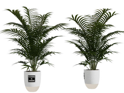 现代花盆凤尾竹盆栽植物