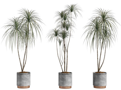 现代圆形水泥花盆盆栽植物