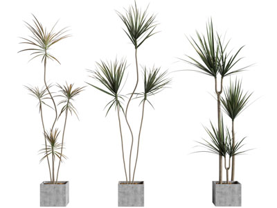 现代方形水泥花盆盆栽植物