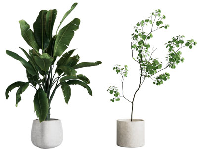 现代花盆盆栽植物