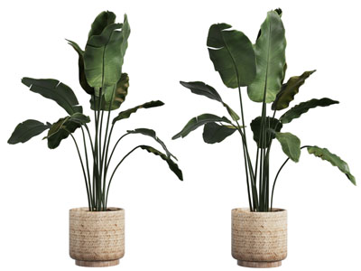 现代藤编花盆盆栽植物