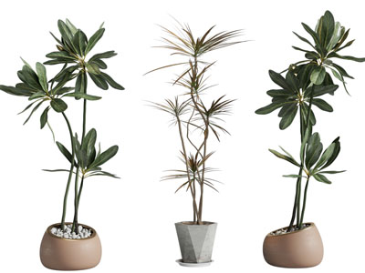 现代不规则花盆盆栽植物