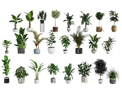 现代花盆盆栽植物