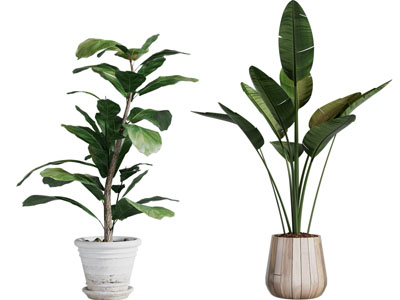 现代花盆盆栽植物