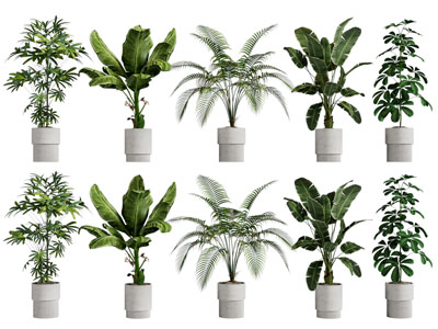 现代花盆盆栽植物