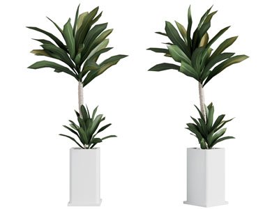 现代花盆盆栽植物