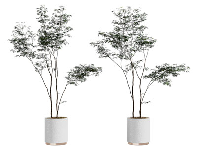 现代花盆盆栽植物