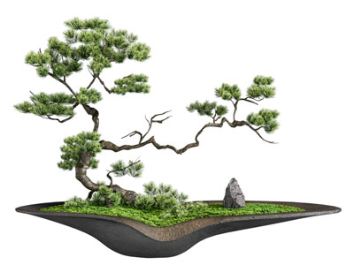 新中式松树盆景盆栽