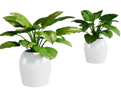 现代花盆盆栽植物