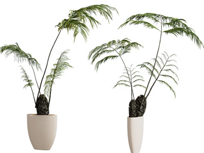 现代陶瓷花盆盆栽植物