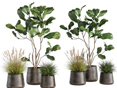 现代花盆盆栽植物