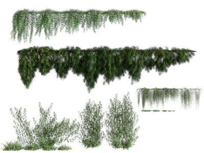 现代花草藤蔓植物