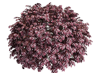 现代紫色树叶灌木绿植