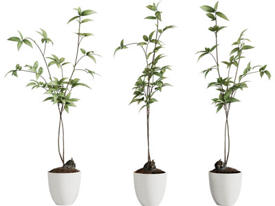 现代花盆盆栽植物