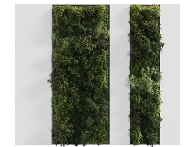 现代植物墙