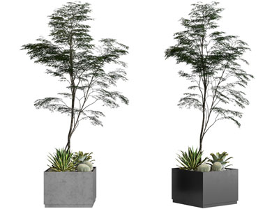 现代方形花盆树木盆栽植物