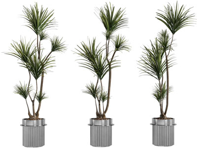 现代花纹花盆盆栽植物