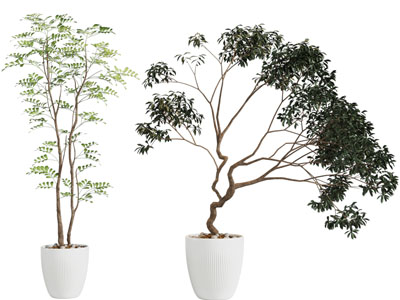 现代花盆盆栽植物