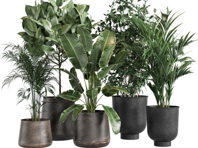 现代黑色花盆盆栽植物