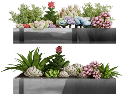 现代花盆多肉植物盆栽植物