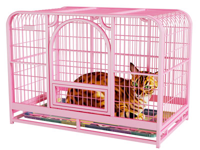 现代猫笼、橘猫