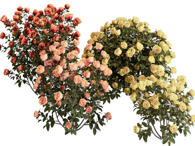 现代玫瑰花灌木植物