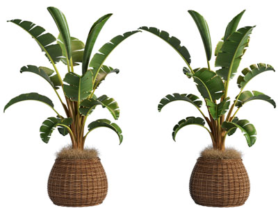 现代藤编花盆盆栽植物