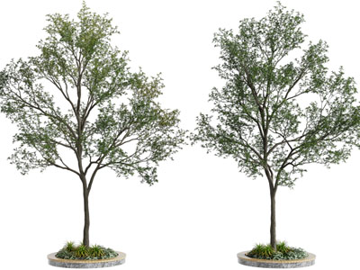 现代花坛景观树木