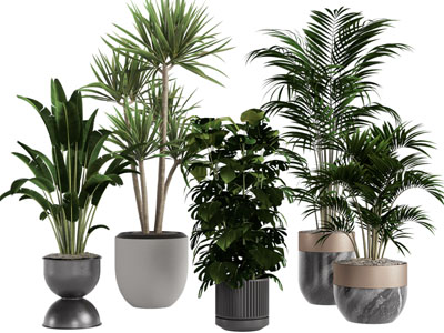 现代花盆盆栽植物