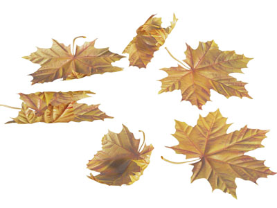 现代枯黄的树叶