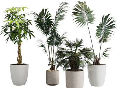 现代花盆盆栽植物