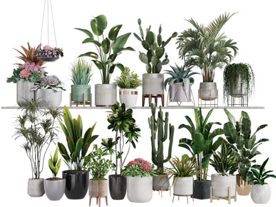 现代花盆盆栽植物