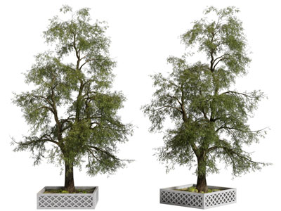 现代花坛景观树木