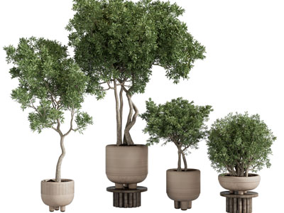 现代花盆树木盆栽植物