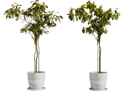 现代花盆盆栽植物