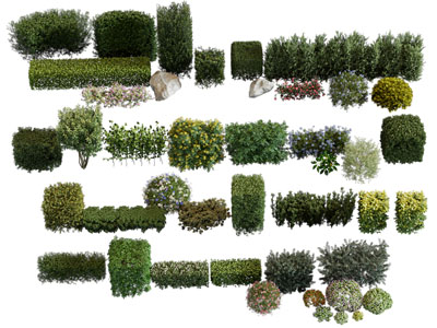 现代景观灌木丛植物