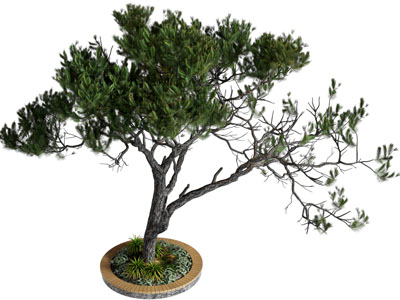 现代道旁景观松树