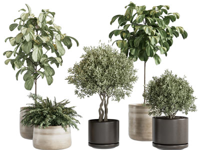 现代花盆盆栽植物