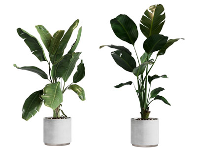 现代芭蕉盆栽植物