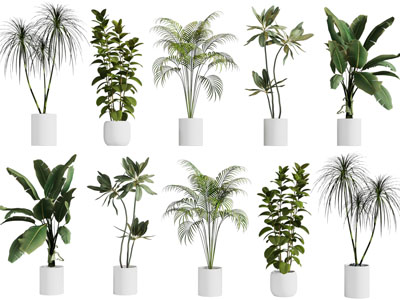 现代花盆盆栽植物