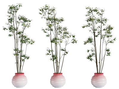 现代陶瓷花盆盆栽植物