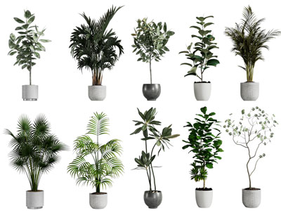 现代花盆盆栽植物