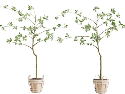 现代木制花盆盆栽植物