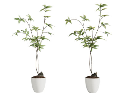 现代花盆盆栽植物