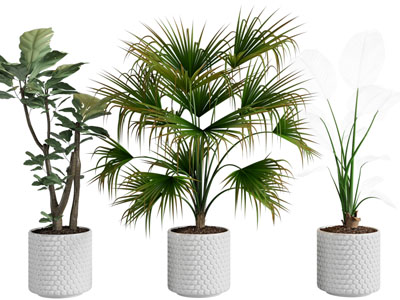 现代花盆盆栽植物