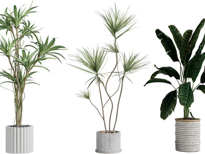 现代花盆盆栽植物