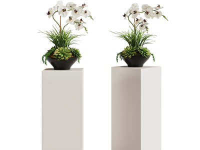 新中式蝴蝶兰盆景盆栽