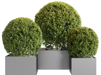 现代户外花箱灌木盆栽植物