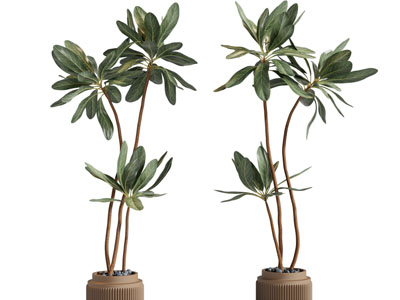 现代花盆树木盆栽植物